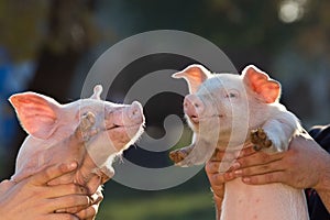 Piglets in workers hands