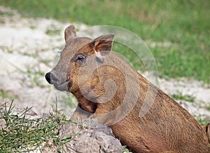 The pigling of Hungarian breed Mangalitsa