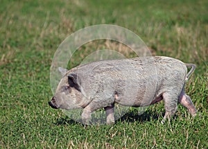 The pigling of Hungarian breed Mangalitsa