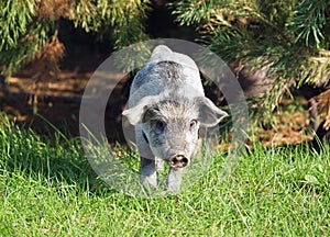 The pigling of Hungarian breed Mangalitsa