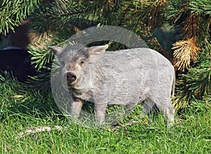 The pigling of Hungarian breed Mangalitsa