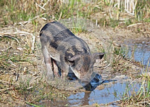 The pigling of Hungarian breed Mangalitsa