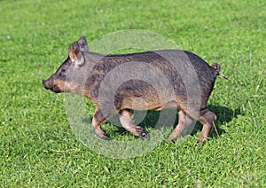 A pigling hurries on a green meadow