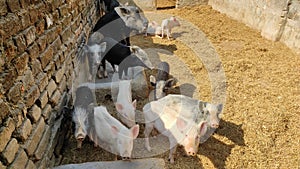 Pigling for sale in rural India