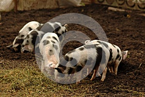 Piglings