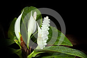 Pigmy Anthurium flower