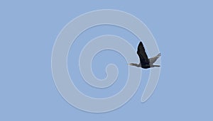 A Pigmy cormorant in flight