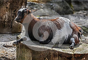 Pigmy domestic goat female on the stump 1