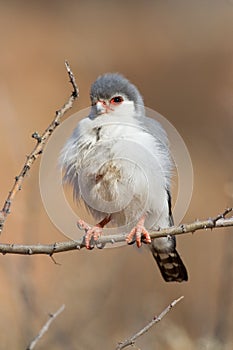 Pigmy falcon portrait