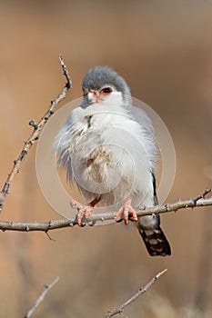 Pigmy falcon portrait photo