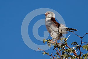Pigmy falcon sit in thorn tree with bright blue sky beautiful bi