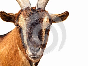 Pigmy goat photo