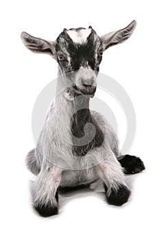 Pigmy goat isolated