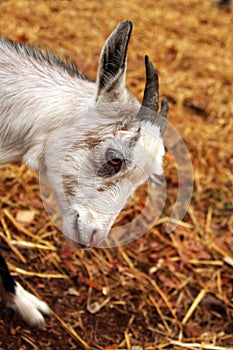 Pigmy goat bows to the visitor