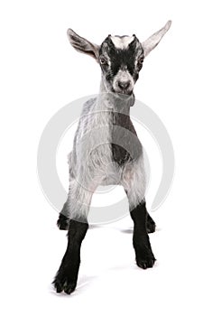 Pigmy goat standing isolated