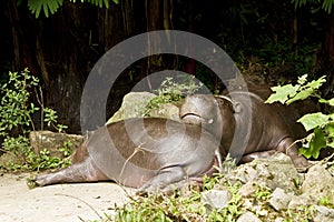 Pigmy hippo