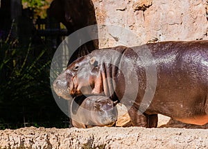 Pigmy Hippo with new baby at Lowry Park Zoo in Tampa, Florida
