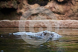 Pigmy hippo swimming Choeropsis liberiensis