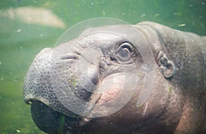 Pigmy hippo swimming in the water