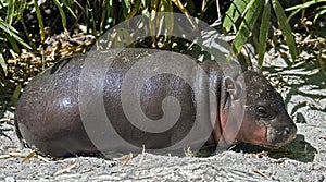 Pigmy hippopotamus 10