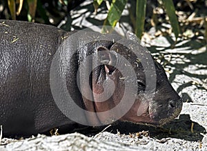 Pigmy hippopotamus 11