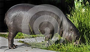 Pigmy hippopotamus 15