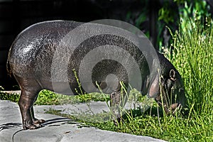 Pigmy hippopotamus 17