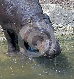 Pigmy hippopotamus 3