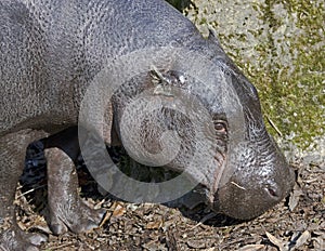 Pigmy hippopotamus 6