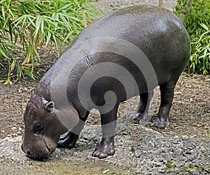 Pigmy hippopotamus 7