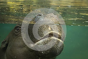 Pigmy hippopotamus West Africa Hippopotamidae species in danger photo