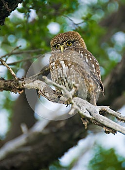 Pigmy Owl photo