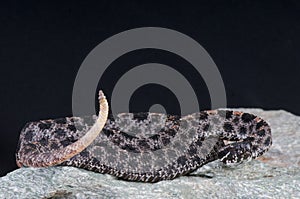 Pigmy rattlesnake