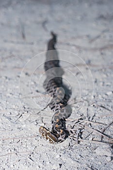 Pigmy Rattlesnake