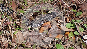 Pigmy Rattlesnake along my hiking trails