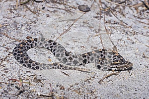 Pigmy Rattlesnake photo