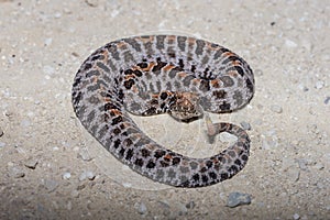 Pigmy Rattlesnake photo