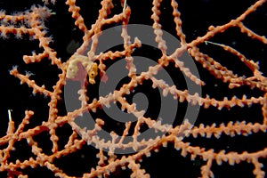 Pigmy Sea Horse the smallest in the world in Cebu Philippines