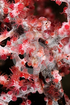 Pigmy seahorse Hippocampus bargibanti camouflaged on a red gorgonian. Malapascua Philippines