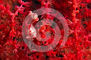 Pigmy seahorse - Hippocampus Bargipanti