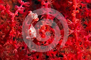 Pigmy seahorse - Hippocampus Bargipanti photo