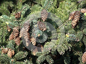 Pigne - Pine cones