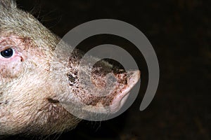 Pignose photo