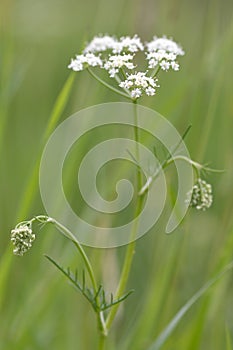 Pignut (Conopodium majus)