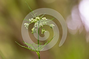 Pignut & x28;Conopodium majus& x29; in flower