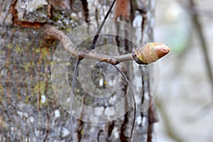 Pignut Hickory Leaf Bud 05