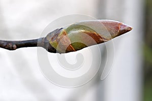 Pignut Hickory Leaf Bud 10