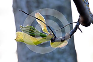 Pignut Hickory Leaf Bud 11