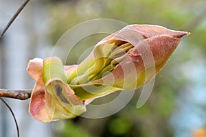 Pignut Hickory Leaf Bud 16