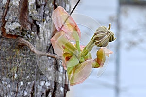 Pignut Hickory Leaf Bud 19